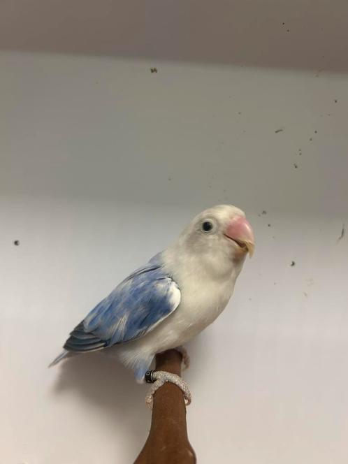 Fischeries, Dieren en Toebehoren, Vogels | Parkieten en Papegaaien, Dwergpapegaai of Agapornis, Meerdere dieren, Geringd