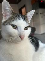 jongen, Dieren en Toebehoren, Katten en Kittens | Overige Katten, Kater