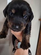 Goldador pups puppies Labrador Golden Retriever puppy, Dieren en Toebehoren, Honden | Retrievers, Spaniëls en Waterhonden, 8 tot 15 weken