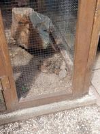 Cineese dwergkwartels., Dieren en Toebehoren, Vogels | Overige Vogels, Meerdere dieren