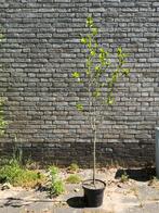 Hibiscus struik , ca 125 cm hoog , stamdikte ca 2 cm, Ophalen, Overige soorten
