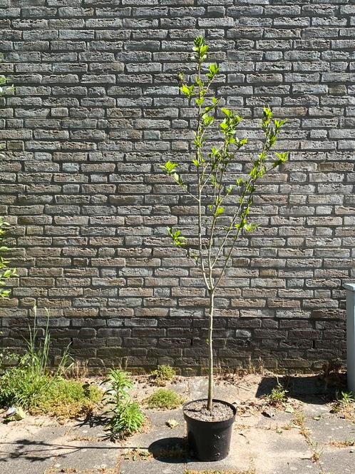 Hibiscus struik , ca 125 cm hoog , stamdikte ca 2 cm, Tuin en Terras, Planten | Struiken en Hagen, Overige soorten, Ophalen