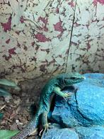 Timon Lepidus (Parelhagedis), Dieren en Toebehoren, Hagedis, 0 tot 2 jaar