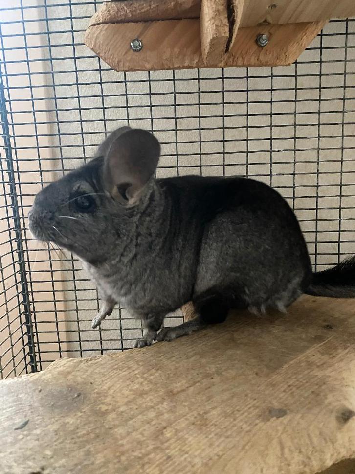 Chinchilla vrouwtje 5 jaar, Dieren en Toebehoren, Knaagdieren, Vrouwelijk, Chinchilla, September, Tam