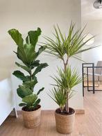 2for85- Ficus Lyrata & Dracena Sunray, Huis en Inrichting, Ophalen of Verzenden