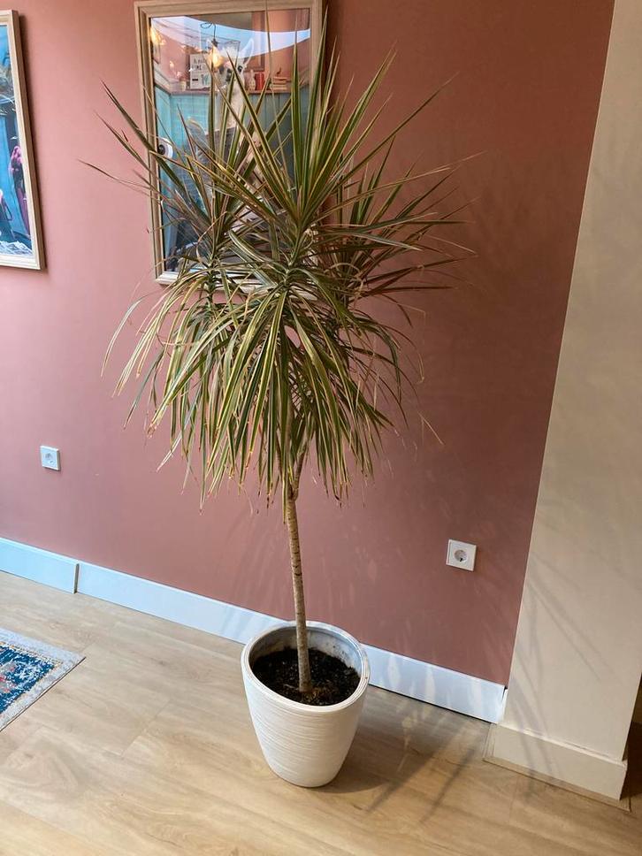 Kamerplant Dracaena Angustifolia 1,85m met pot, Huis en Inrichting, Kamerplanten, Overige soorten, 150 tot 200 cm, Groene kamerplant