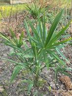 Chinese waaierpalm, Ophalen of Verzenden, Zomer, Overige soorten, Volle zon