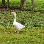 Chinese knobbelgans, Dieren en Toebehoren, Pluimvee, Mannelijk, Overige soorten