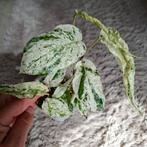Amydrium medium variegata 2 plantjes, Ophalen of Verzenden, Overige soorten, Minder dan 100 cm