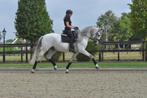 super knappe 7 jarige ruin, Dieren en Toebehoren, Paarden, Gechipt, Ruin, Dressuurpaard, L
