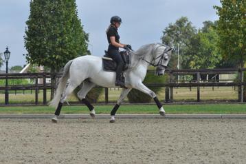 super knappe 7 jarige ruin beschikbaar voor biedingen