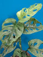 Monstera Adansonii Mint stek, Huis en Inrichting, Kamerplanten, Ophalen of Verzenden, Halfschaduw, Minder dan 100 cm