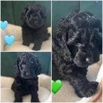 Lieve Cockapoo Pups, Overige rassen, CDV (hondenziekte), 8 tot 15 weken, Meerdere dieren