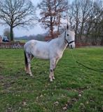 Super lieve kinderpony d pony, Dieren en Toebehoren, Pony's, Ruin, Niet van toepassing, Gechipt, 11 jaar of ouder