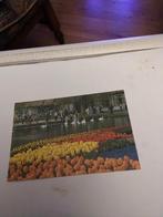 KEUKENHOF LISSE, Ophalen of Verzenden