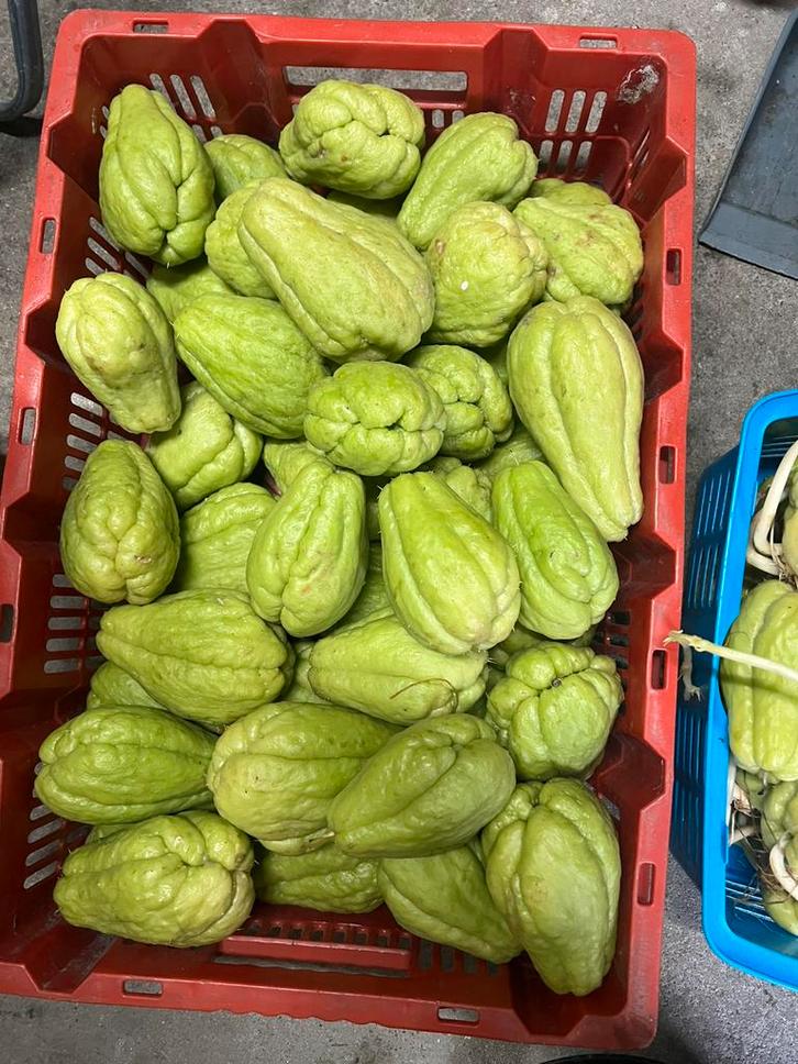 Chayote ( labu siam / chow chow), Tuin en Terras, Bloembollen en Zaden, Volle zon, Ophalen of Verzenden