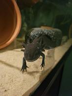 Axolotl man mooi van formaat wildkleur, Amfibie, 0 tot 2 jaar