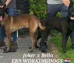 Mechelse Herder X Hollandse Herder pup, Dieren en Toebehoren, 8 tot 15 weken, Meerdere, Meerdere dieren, Herder