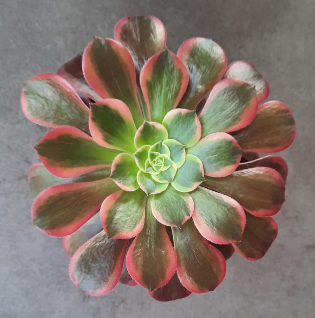 Aeonium Canary, Vetplant, Minder dan 100 cm, Bloeiende kamerplant, Halfschaduw