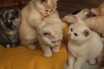 Britse korthaar kittens - red shaded en chinchilla, Dieren en Toebehoren, Katten en Kittens | Raskatten | Korthaar, Meerdere dieren