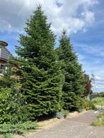 Hele grote echte kerstbomen (gratis), Diversen, Kerst, Ophalen, Nieuw