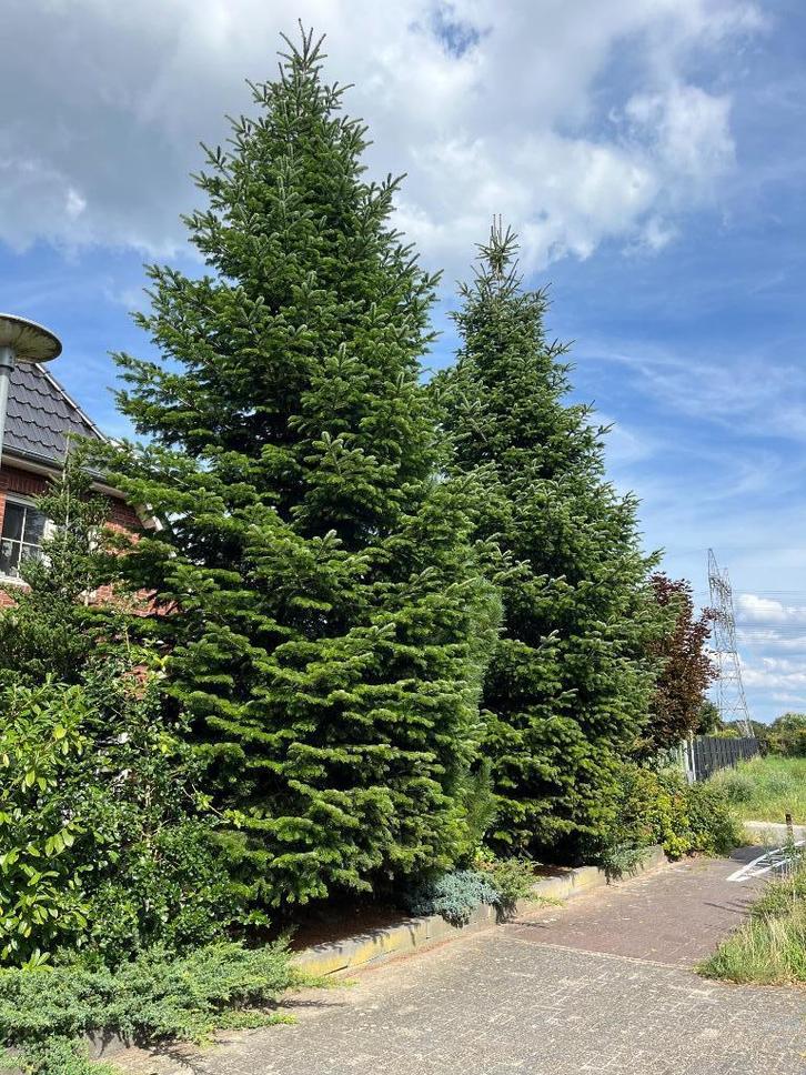 Hele grote echte kerstbomen (gratis), Diversen, Kerst, Nieuw, Ophalen