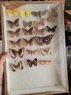 Verzameling nederlandse vlinders uit 1955, Verzamelen, Dierenverzamelingen, Ophalen of Verzenden, Zo goed als nieuw, Insect, Opgezet dier