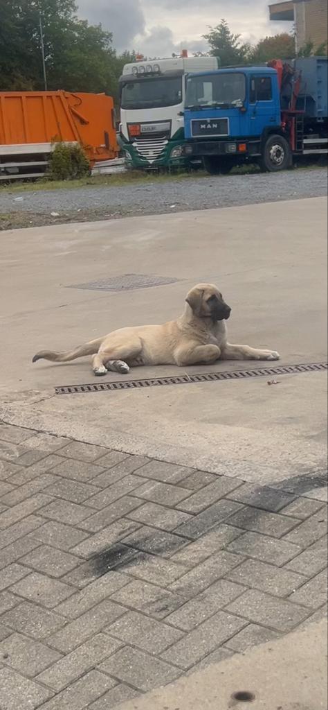 Anatolische Herder (Kangal), Dieren en Toebehoren, Honden | Herdershonden en Veedrijvers, Reu, Herder, Particulier, Eén hond, Nederland