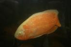 Zuid Amerikaanse Cichliden: Astronotus ocellatus Albino, Dieren en Toebehoren, Vissen | Aquariumvissen, Vis, Zoetwatervis