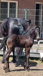 Fries hengstenveulen, Dieren en Toebehoren, Paarden, Hengst, Dressuurpaard, Gechipt, 0 tot 2 jaar