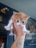 9 Supper lieve kittens, Dieren en Toebehoren, Katten en Kittens | Overige Katten