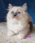 Super lieve Ragdoll kittens, Dieren en Toebehoren, Katten en Kittens | Raskatten | Langhaar, Meerdere dieren, Gechipt