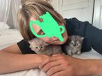 Perzische kittens, Dieren en Toebehoren, Meerdere dieren