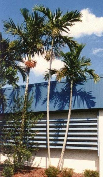 20 x Ptychosperma Elegans palm boom zaden beschikbaar voor biedingen