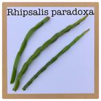5. rhipsalis paradoxa  €1,50, Ophalen of Verzenden, Overige soorten, Minder dan 100 cm