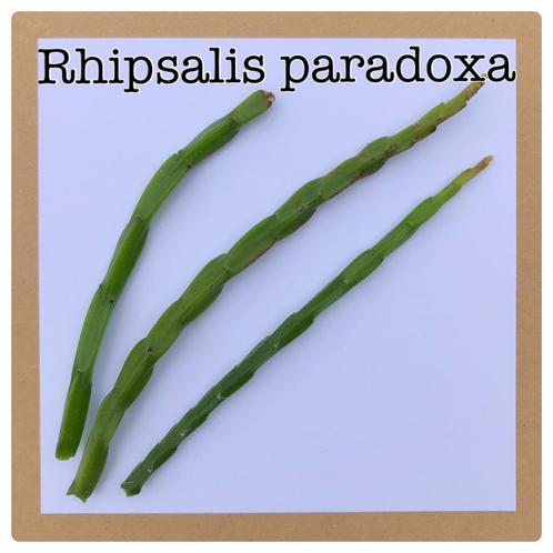 5. rhipsalis paradoxa  €1,50, Huis en Inrichting, Kamerplanten, Overige soorten, Minder dan 100 cm, Ophalen of Verzenden
