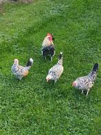 Hollandse kriel, Dieren en Toebehoren, Pluimvee, Meerdere dieren, Kip