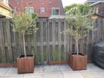 2 olijbomen incl.pot, Tuin en Terras, Planten | Bomen, 100 tot 250 cm, Olijfboom, Ophalen, Volle zon