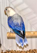 Mooie Jonge Agapornis Fischeri, Dieren en Toebehoren, Vogels | Parkieten en Papegaaien, Meerdere dieren, Dwergpapegaai of Agapornis