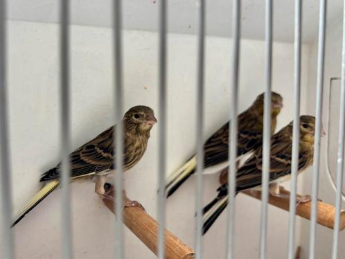 Koopje! Timbrado Kanarie Poppen - Moet weg!, Dieren en Toebehoren, Vogels | Kanaries, Zangkanarie, Vrouwelijk