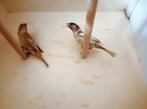 Huismussen, Meerdere dieren