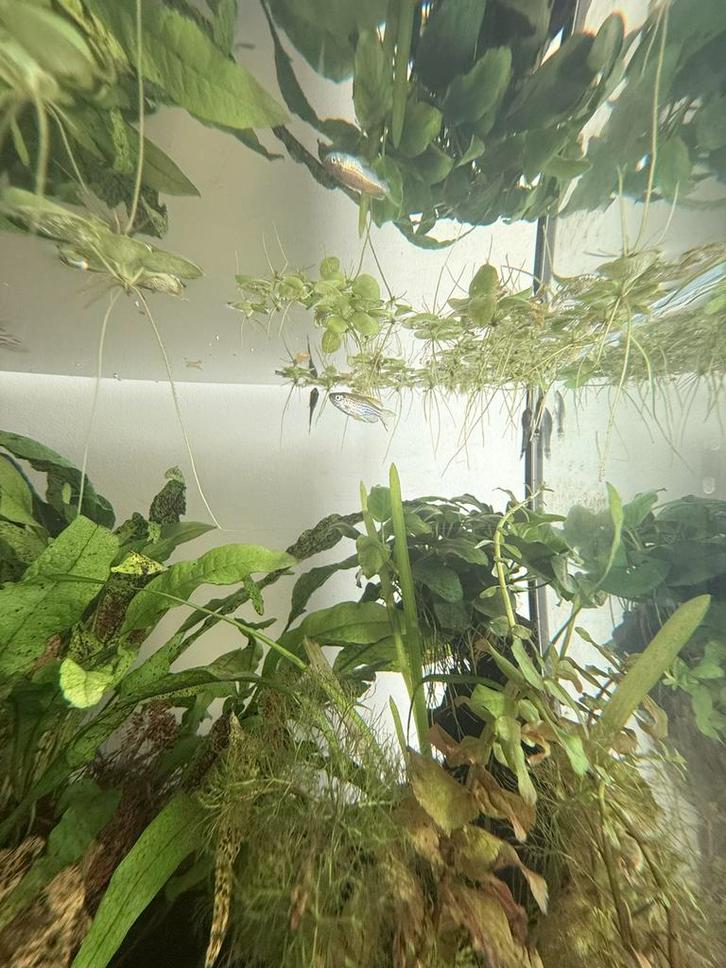 Zebra danio sluierstaart. Z.S.M. weg, Dieren en Toebehoren, Vissen | Aquariumvissen, Zoetwatervis, Vis, Schoolvis