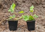 Ooievaarsbek | Geranium rozanne, Ophalen, Bodembedekkers, Volle zon, Vaste plant
