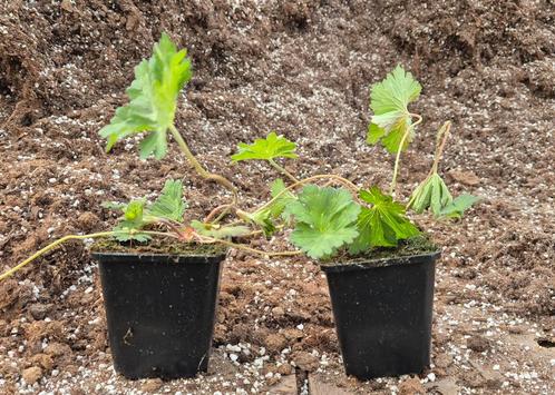 Ooievaarsbek | Geranium rozanne, Tuin en Terras, Planten | Tuinplanten, Vaste plant, Bodembedekkers, Volle zon, Zomer, Ophalen