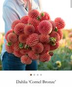Dahlia knollen Cornel Bronze, Ophalen of Verzenden, Volle zon, Knol