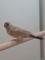 4-2 Ceres amadines, Dieren en Toebehoren, Vogels | Overige Vogels, Meerdere dieren, Tropenvogel, Geringd