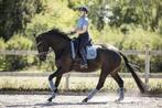 LeMieux Loire Ice Blue dressuur dekje Full SALE!, Ophalen of Verzenden, Nieuw, Dekje