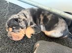 Old English bulldog pups nu 4 weken oud, Dieren en Toebehoren, Parvo, Reu, 8 tot 15 weken, Bulldog