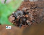 Brachypelma smithi, Spin of Schorpioen