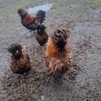 pudea kuifhoen broed eieren, Dieren en Toebehoren, Pluimvee, Geslacht onbekend, Kip